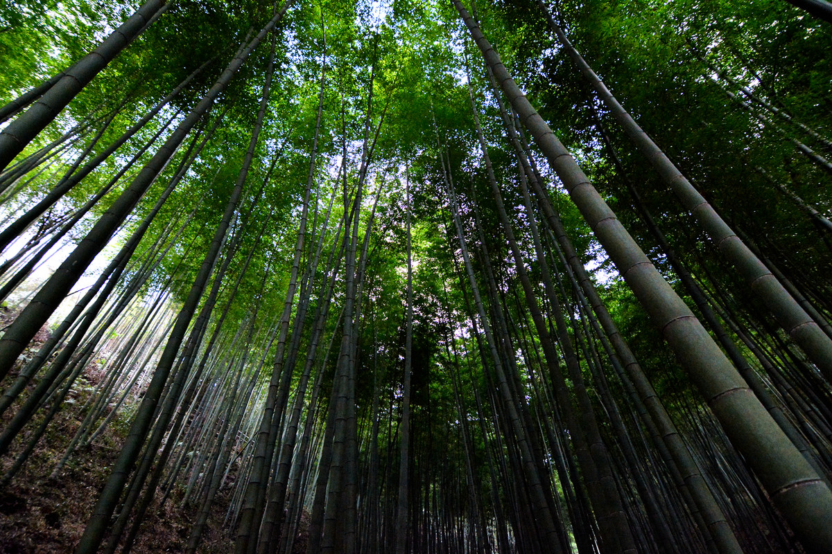 四川宣汉县鹅城竹海