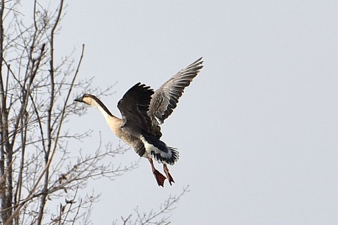 祝福榆树摄影星空(中国)2018更红火