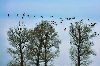 祝福榆树摄影星空(中国)2018更红火