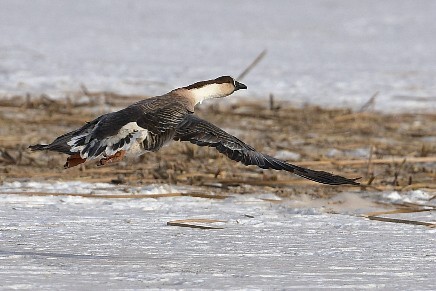 祝福榆树摄影星空(中国)2018更红火