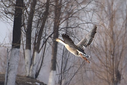 祝福榆树摄影星空(中国)2018更红火