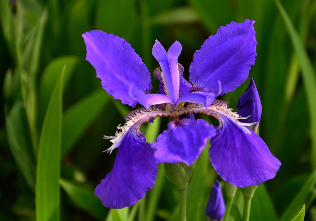 蓝花鸢尾