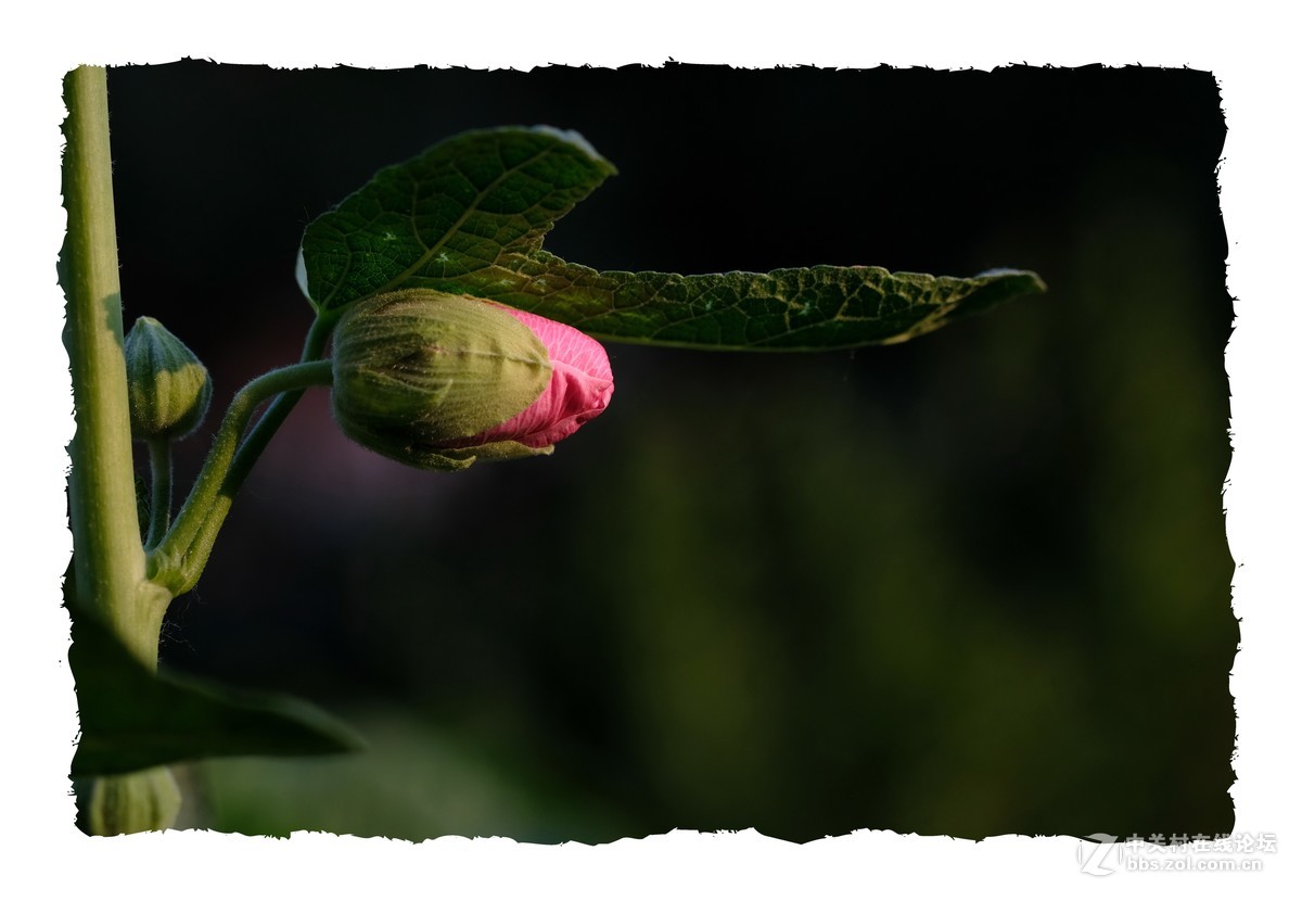 x-e3  60/2.4 芙蓉葵