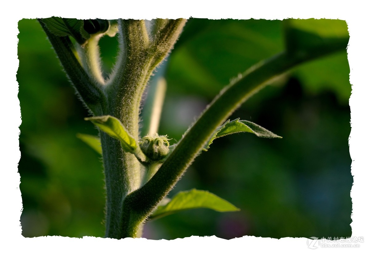 x-e3  60/2.4 芙蓉葵