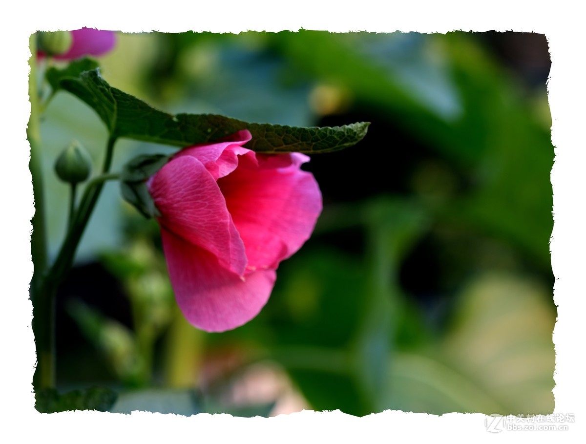 x-e3  60/2.4 芙蓉葵