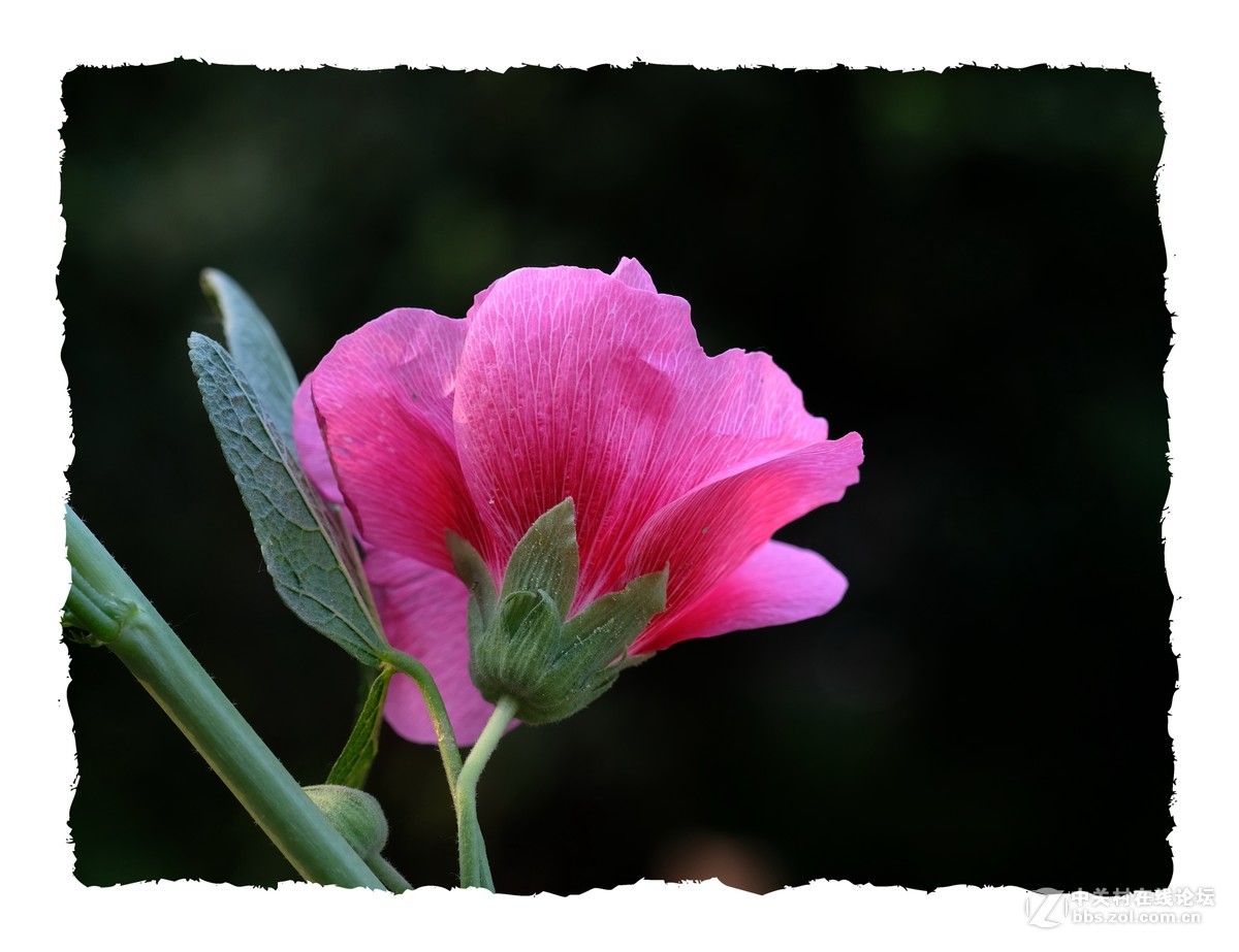 x-e3  60/2.4 芙蓉葵