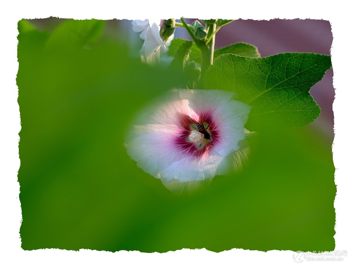 x-e3  60/2.4 芙蓉葵