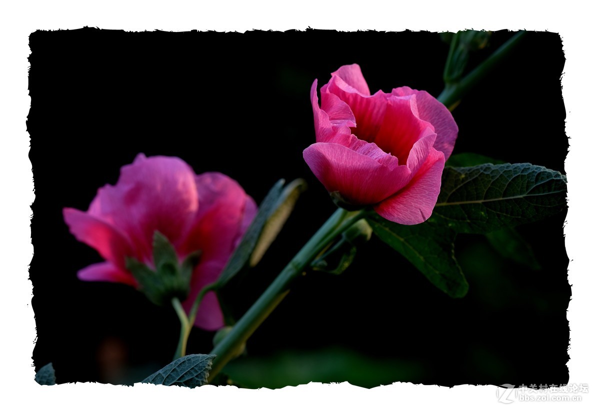 x-e3  60/2.4 芙蓉葵