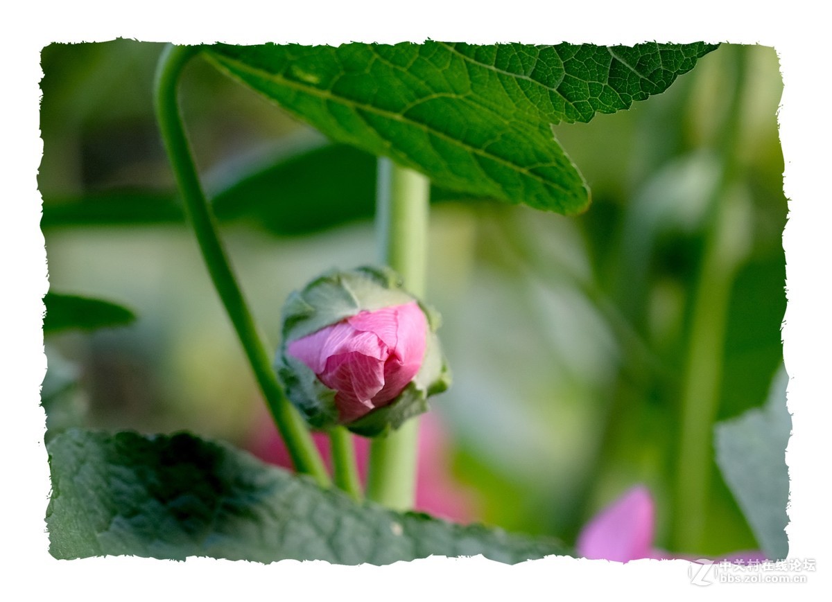 x-e3  60/2.4 芙蓉葵