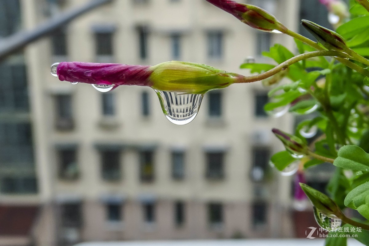 新购索尼HX400长焦相机，试拍几张