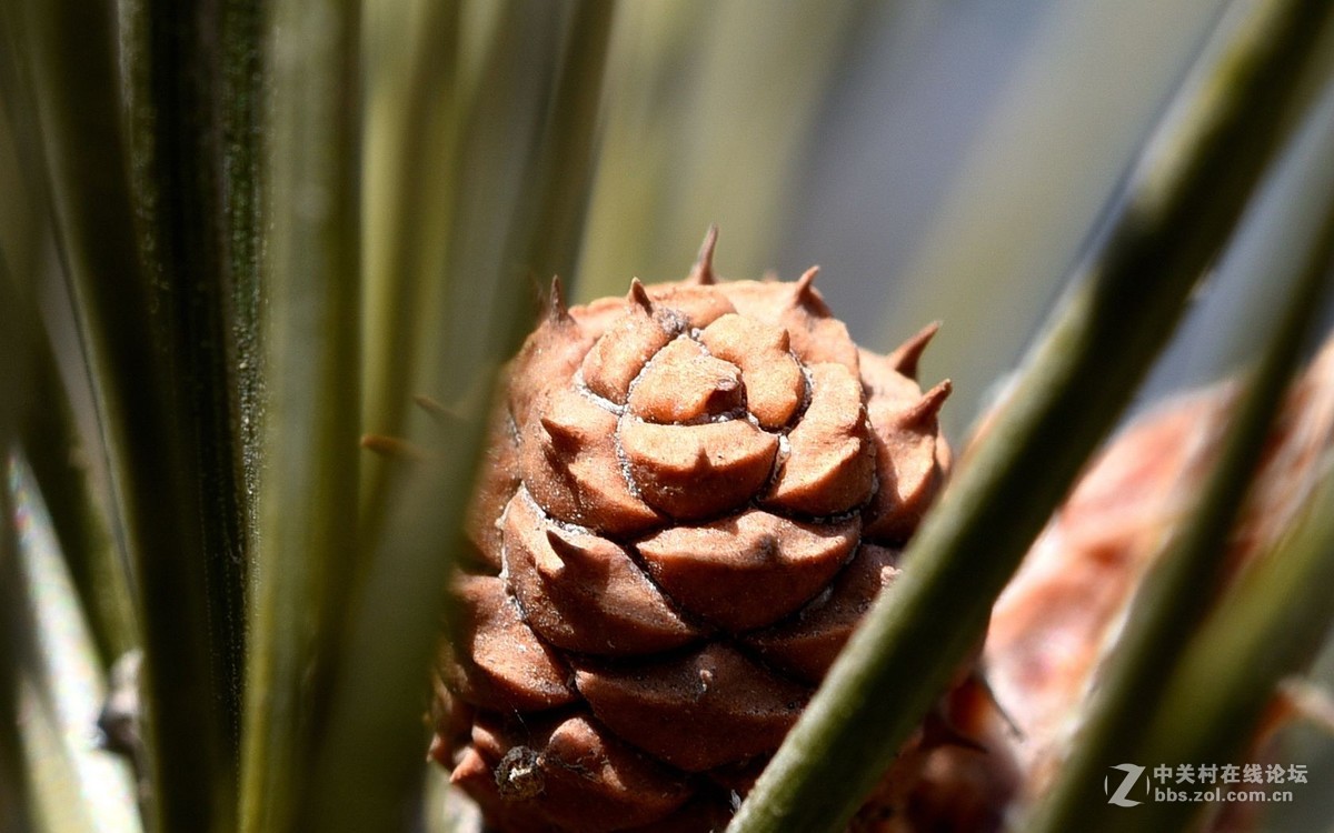 初入微距，腾龙新款90微第一次试拍！