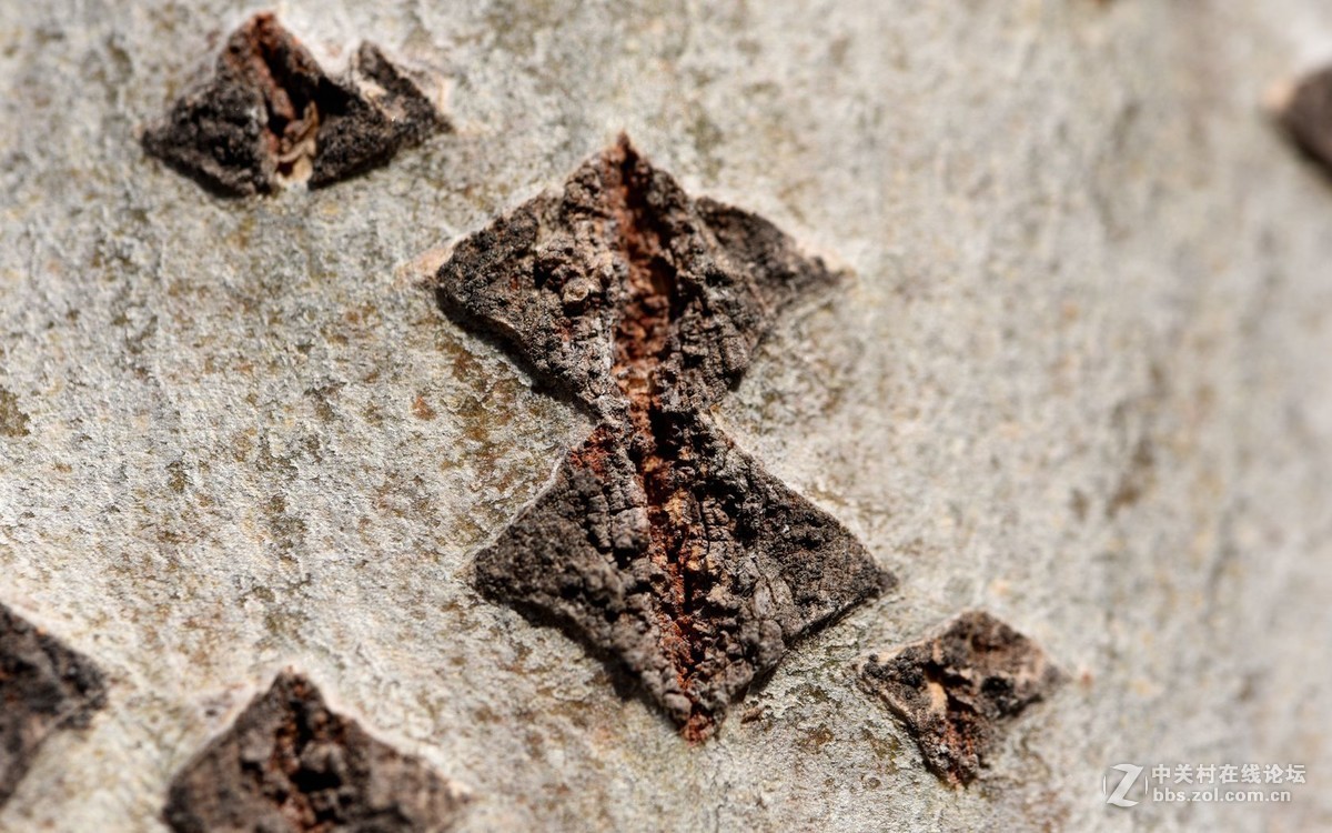 初入微距，腾龙新款90微第一次试拍！