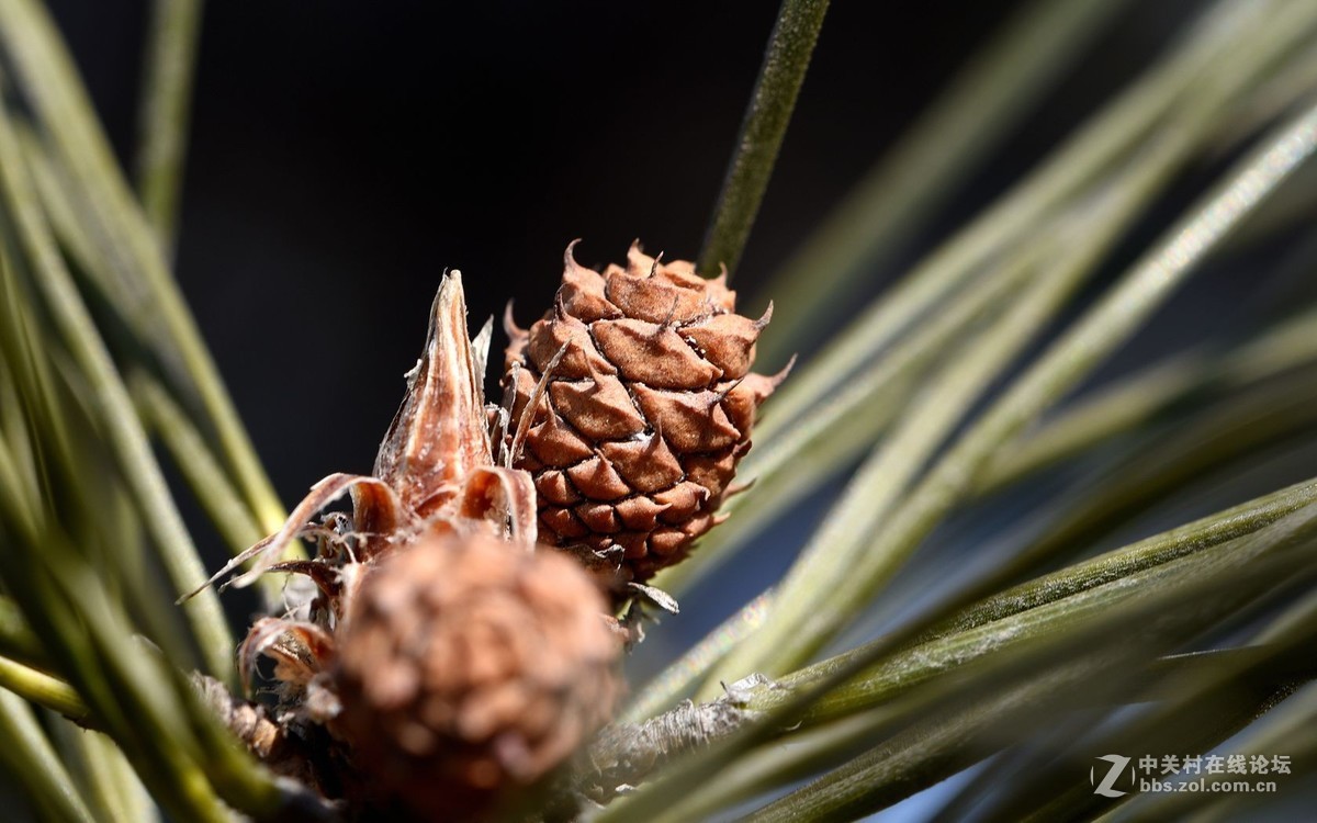 初入微距，腾龙新款90微第一次试拍！
