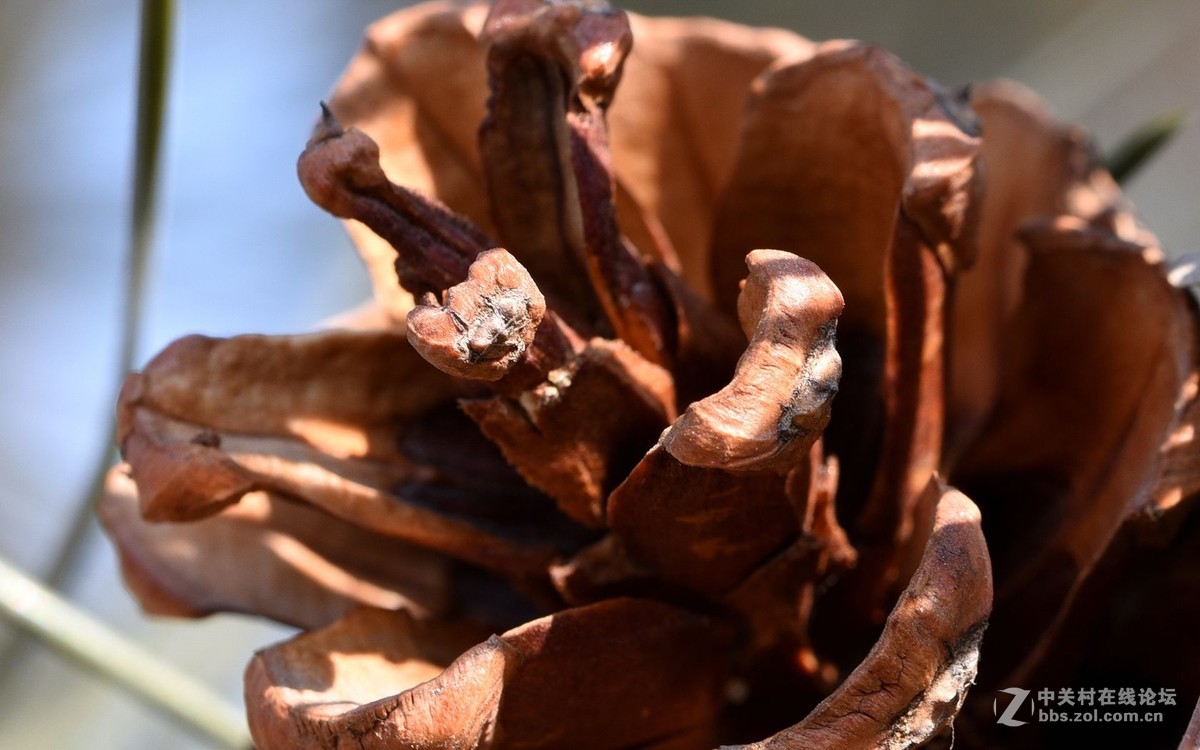 初入微距，腾龙新款90微第一次试拍！