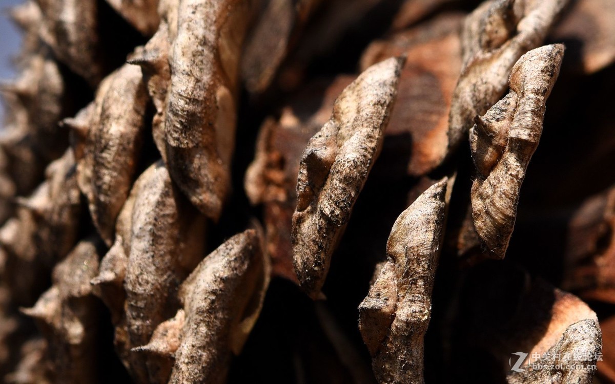 初入微距，腾龙新款90微第一次试拍！