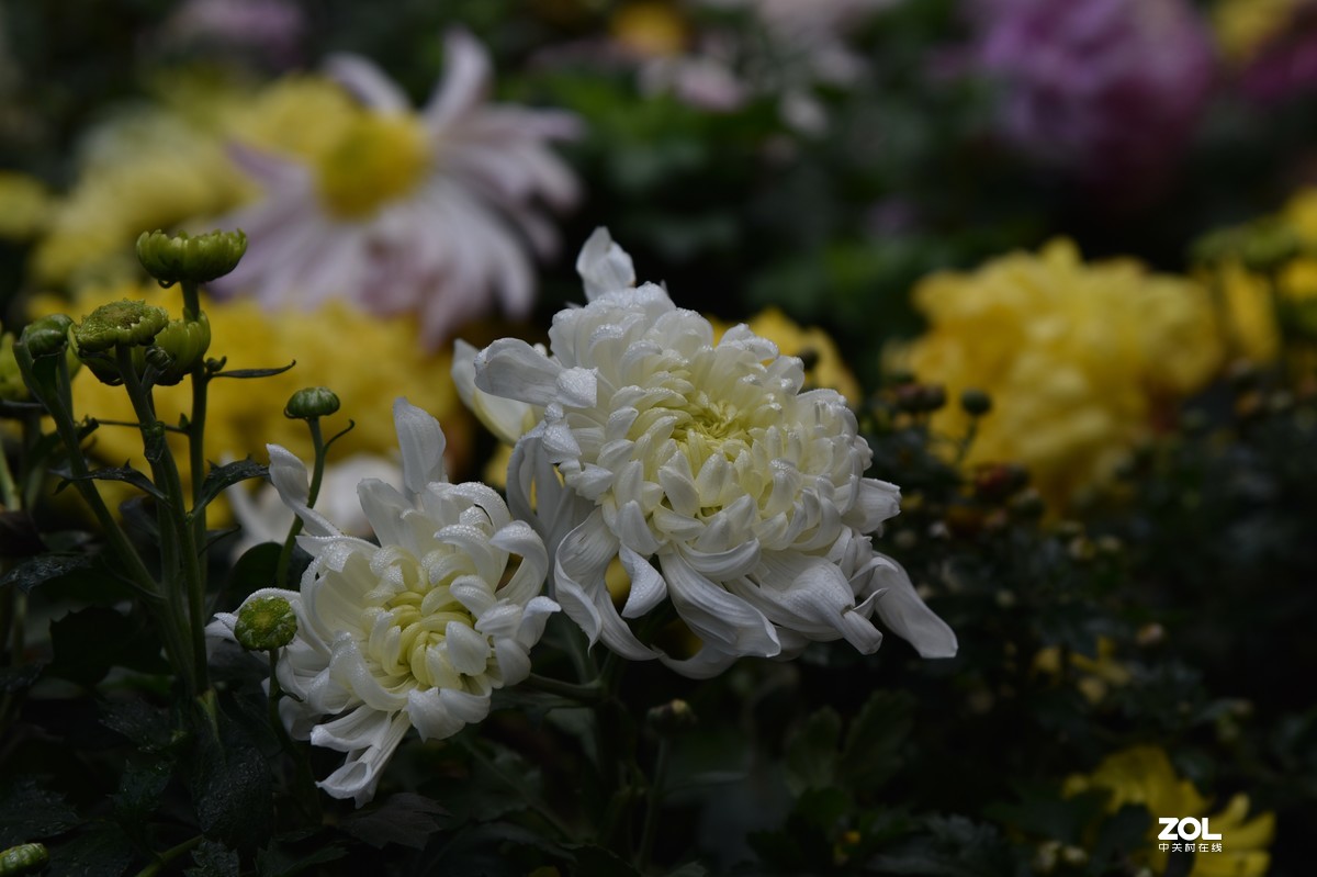 冬凌菊花