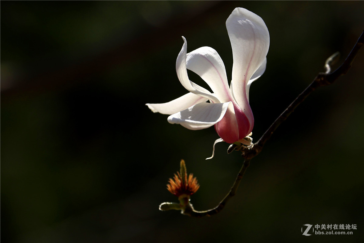 玉兰花2.