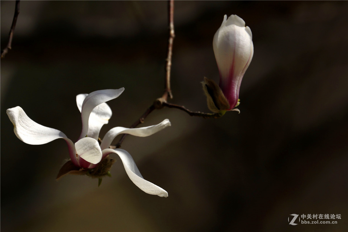 玉兰花2.