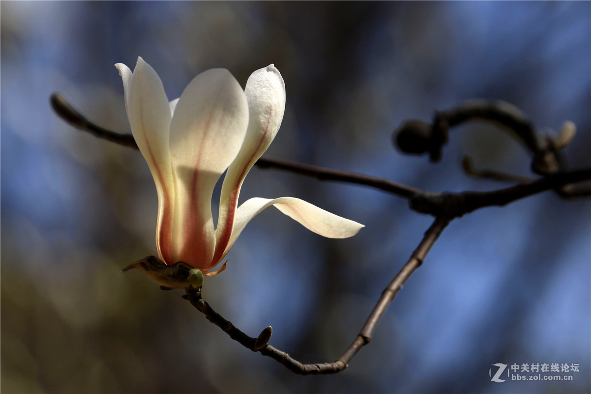玉兰花2.