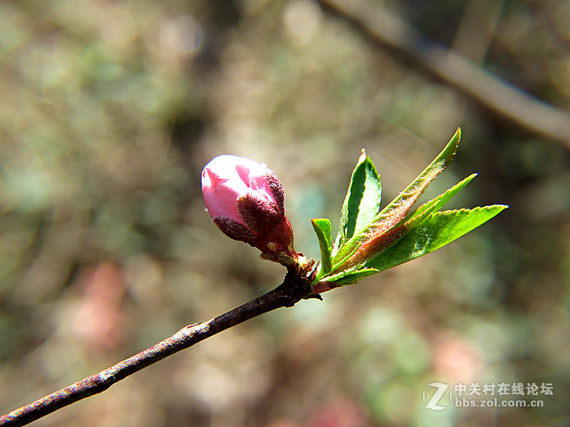 用八倍微距境拍摄的一组桃花