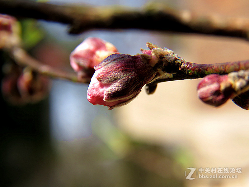 用八倍微距境拍摄的一组桃花