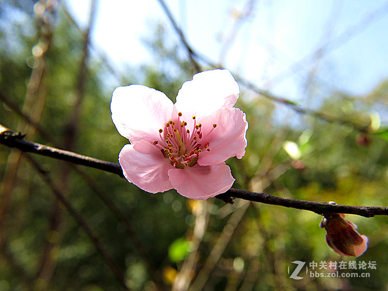 用八倍微距境拍摄的一组桃花