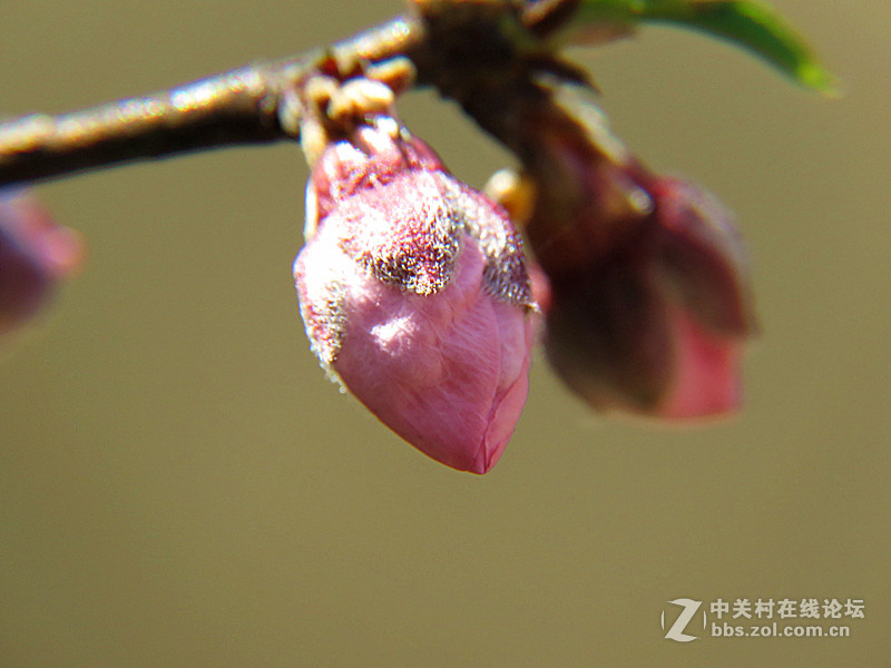 用八倍微距境拍摄的一组桃花