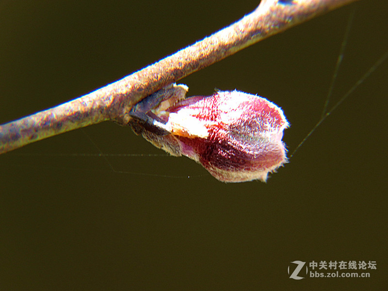 用八倍微距境拍摄的一组桃花