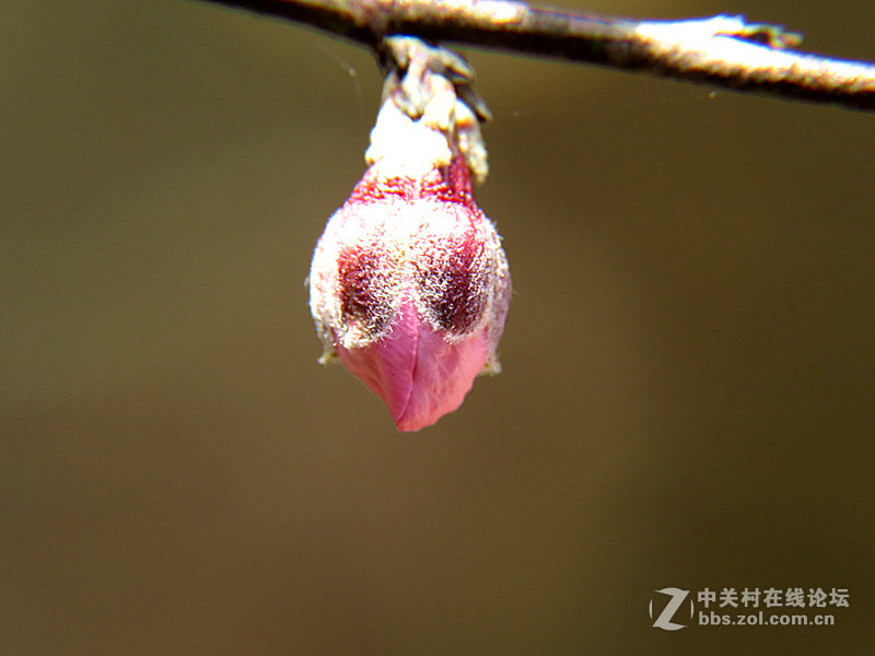 用八倍微距境拍摄的一组桃花