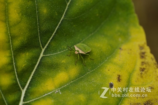 超属性的索尼全画幅微单A7Ⅱ分析