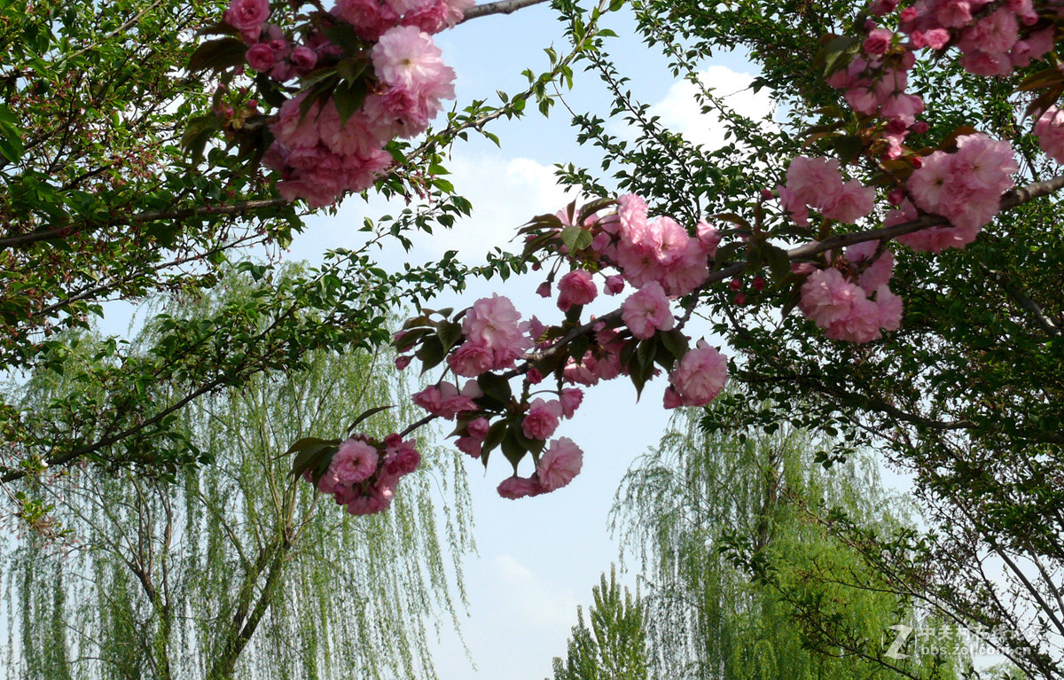 风景樱花