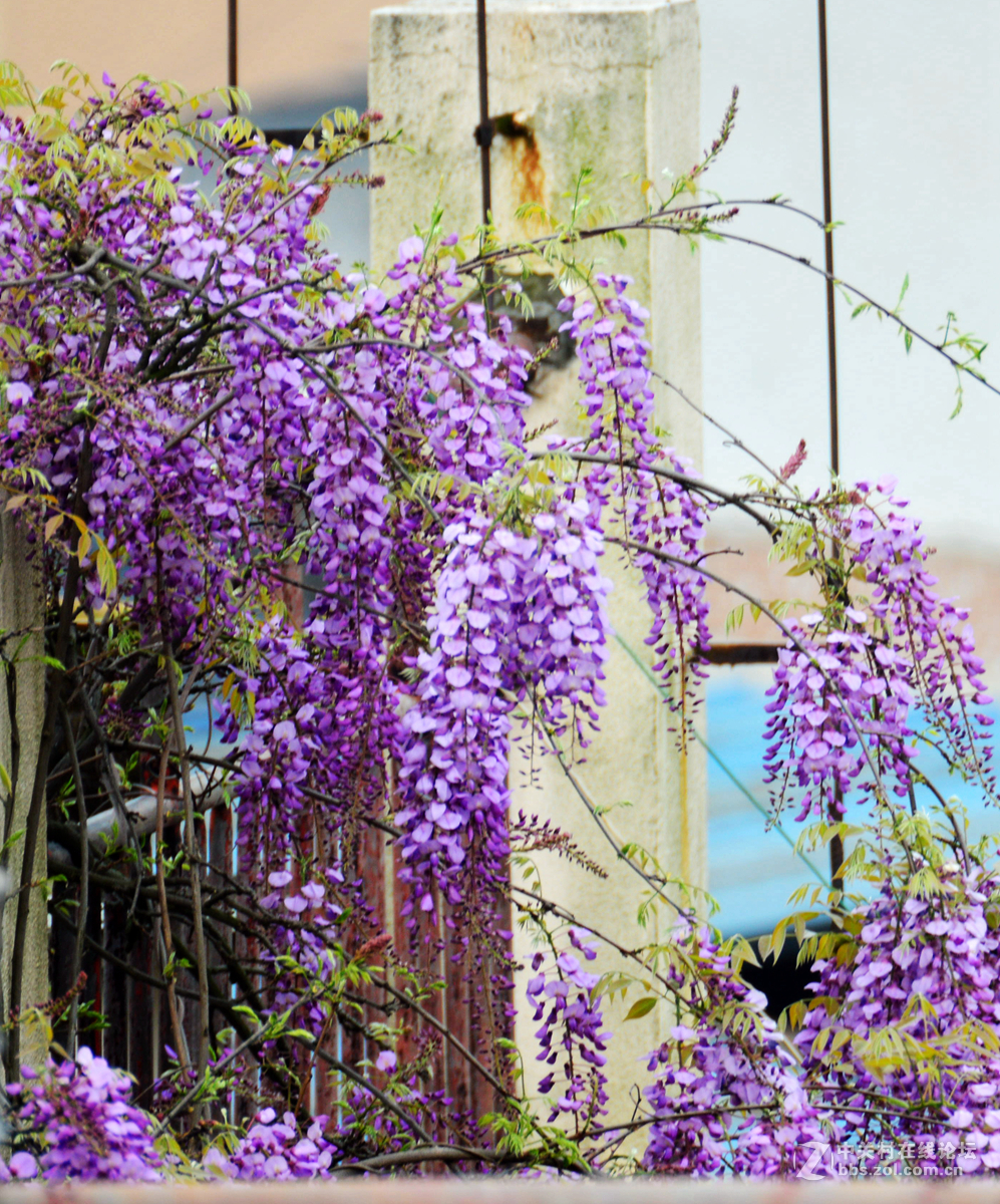 阳台紫藤花
