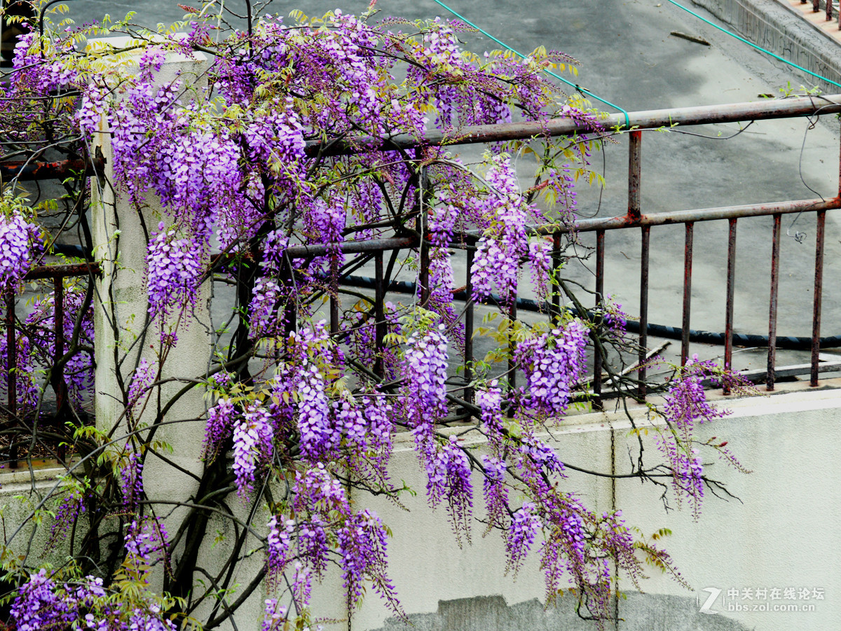 阳台紫藤花