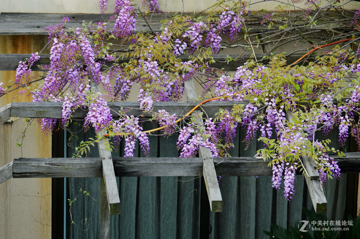阳台紫藤花