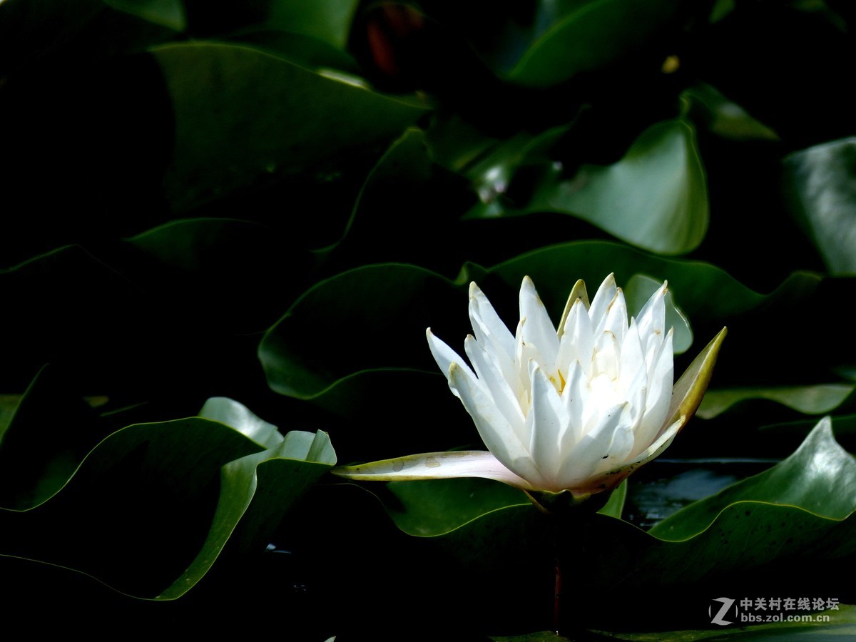 水边随拍（睡莲），请多多指教。