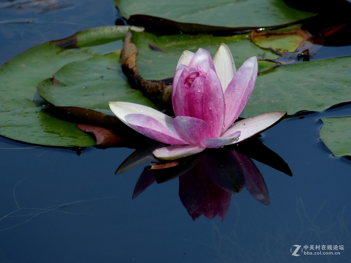 水边随拍（睡莲），请多多指教。