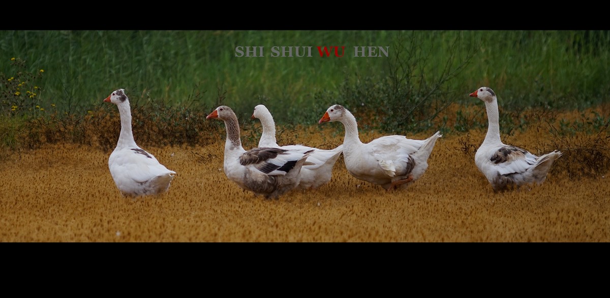 五只鹅