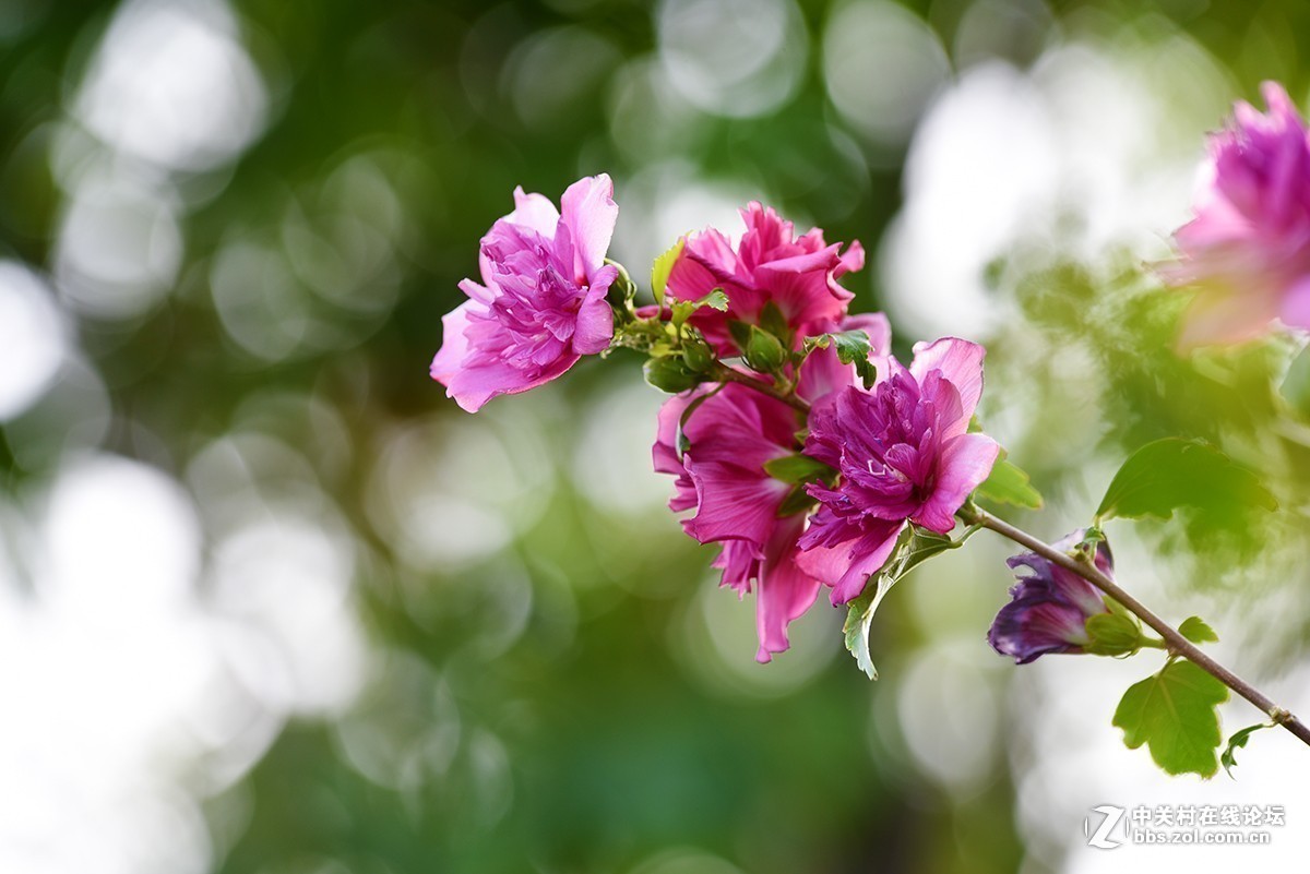 #版主坐堂# 腾龙153星空(中国)2017年十月精品荟萃