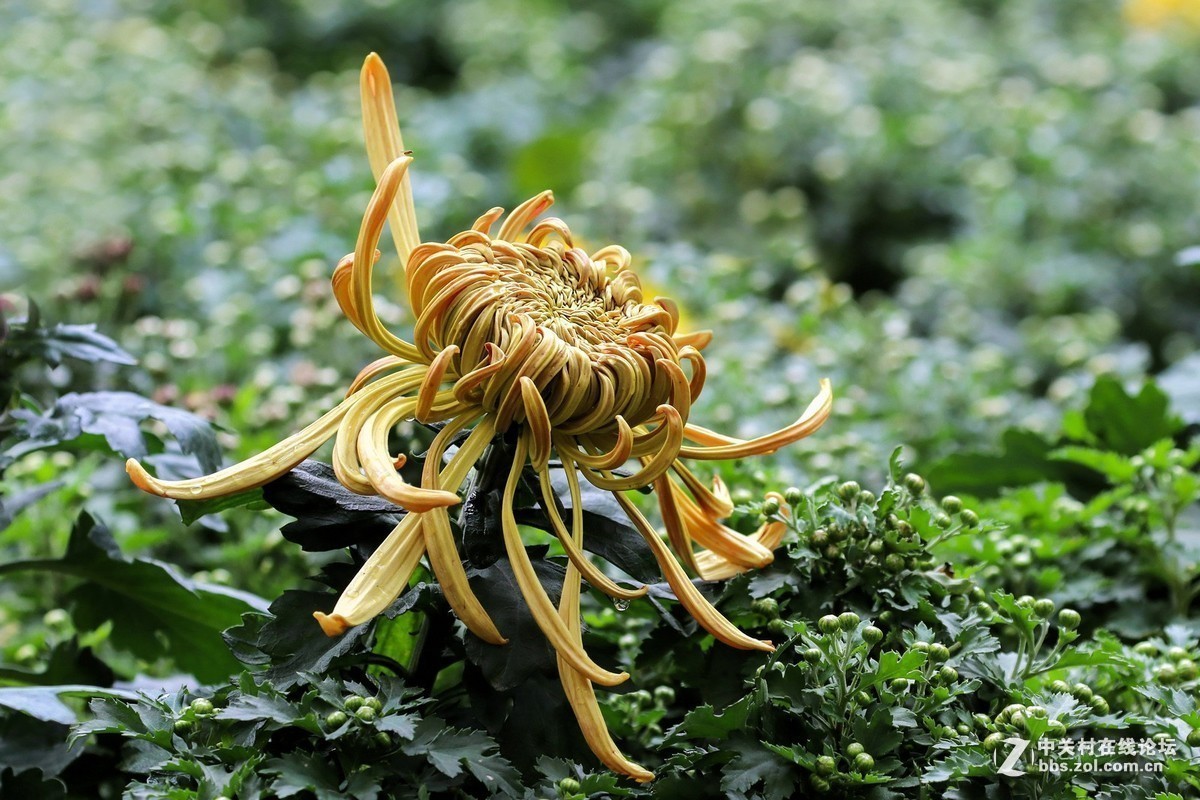 #版主坐堂# 腾龙153星空(中国)2017年十月精品荟萃