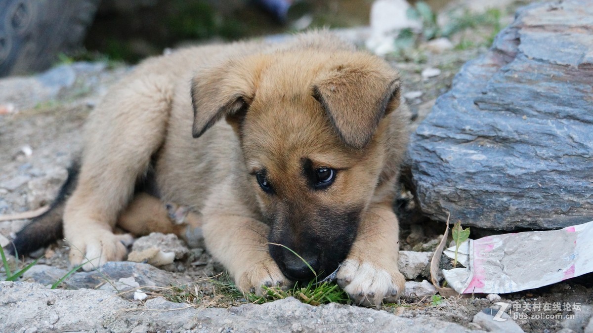 整理去年丙察察进藏的片子~
