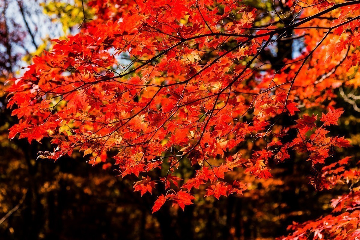 #版主坐堂#2017年12月份《承德》优秀作品选辑