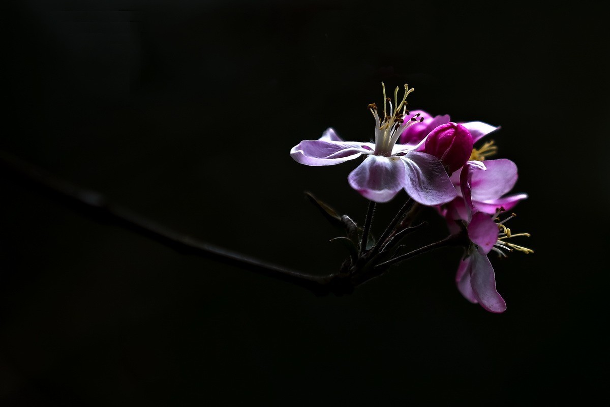 #版主坐堂#2017年12月份《承德》优秀作品选辑