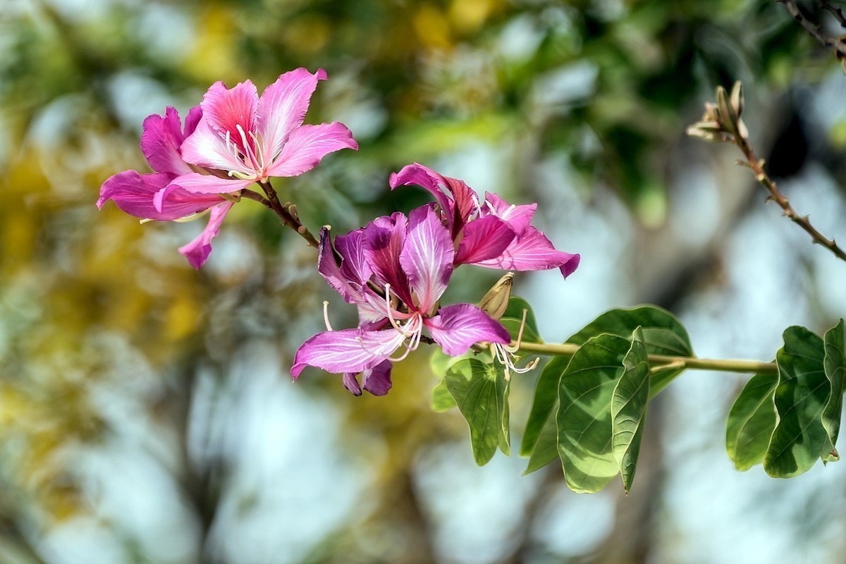 #版主坐堂#2017年12月份《承德》优秀作品选辑