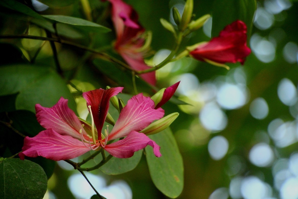 #版主坐堂#2017年12月份《承德》优秀作品选辑