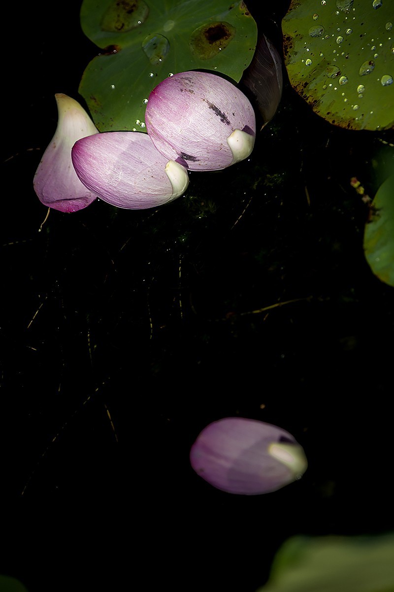 #佳能EOS M6-定格光影#——太阳当头照，专拍光影照！