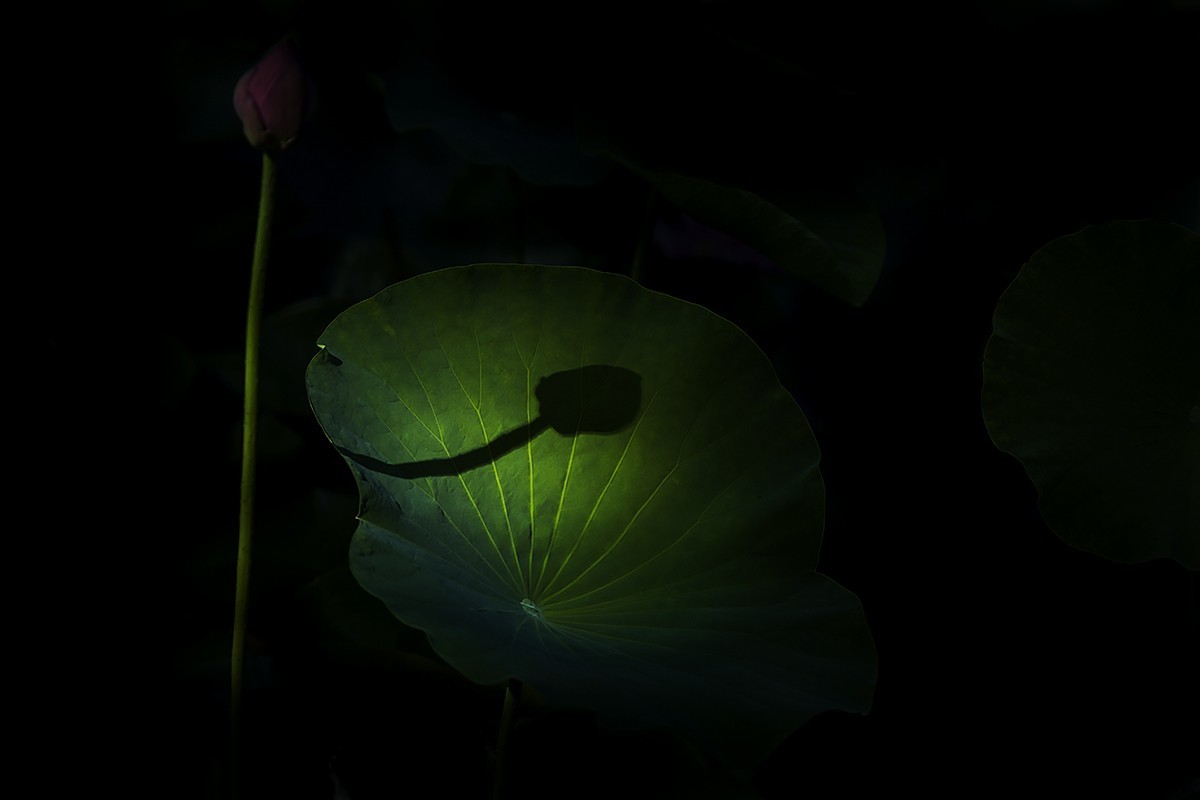 #佳能EOS M6-定格光影#——太阳当头照，专拍光影照！