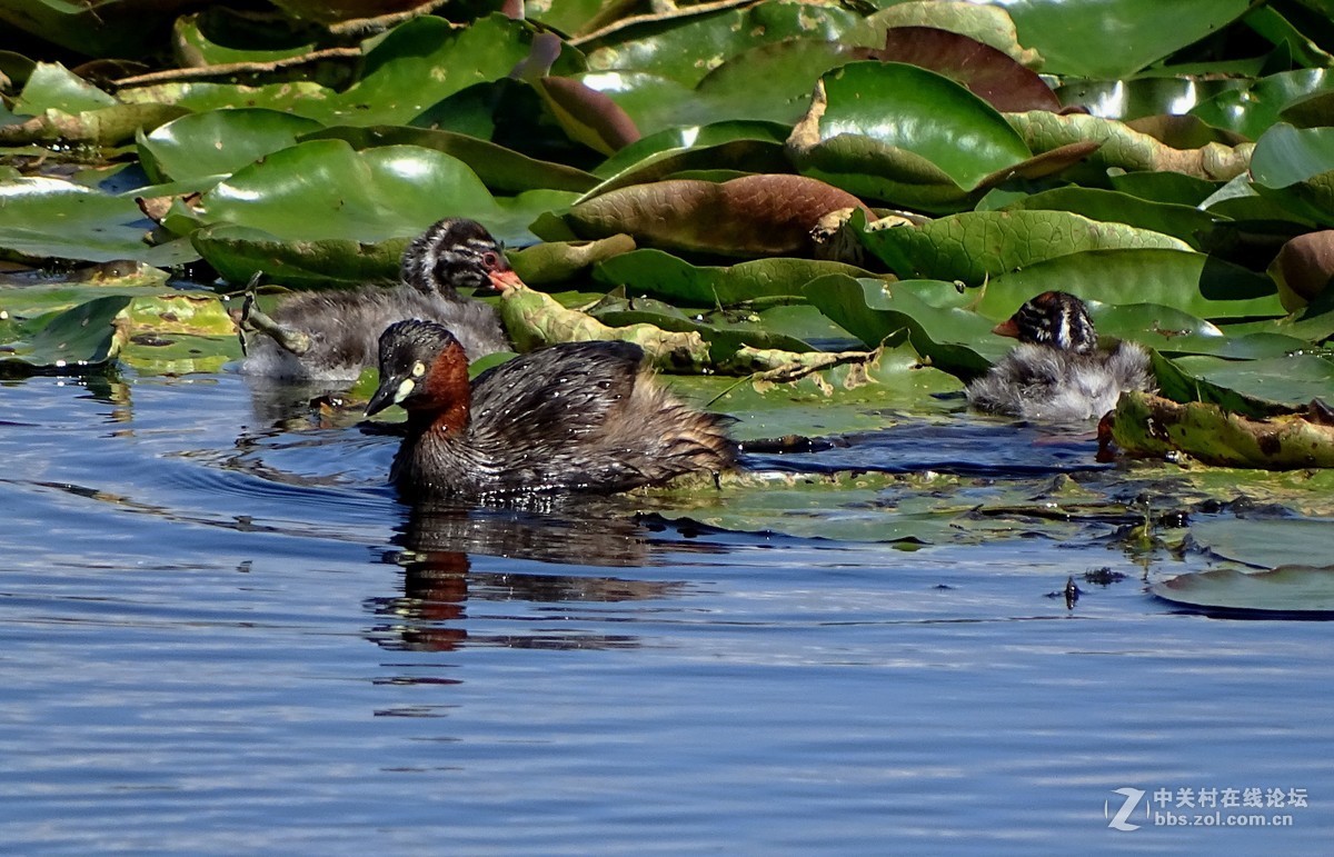 【小水鸡子……母子情】