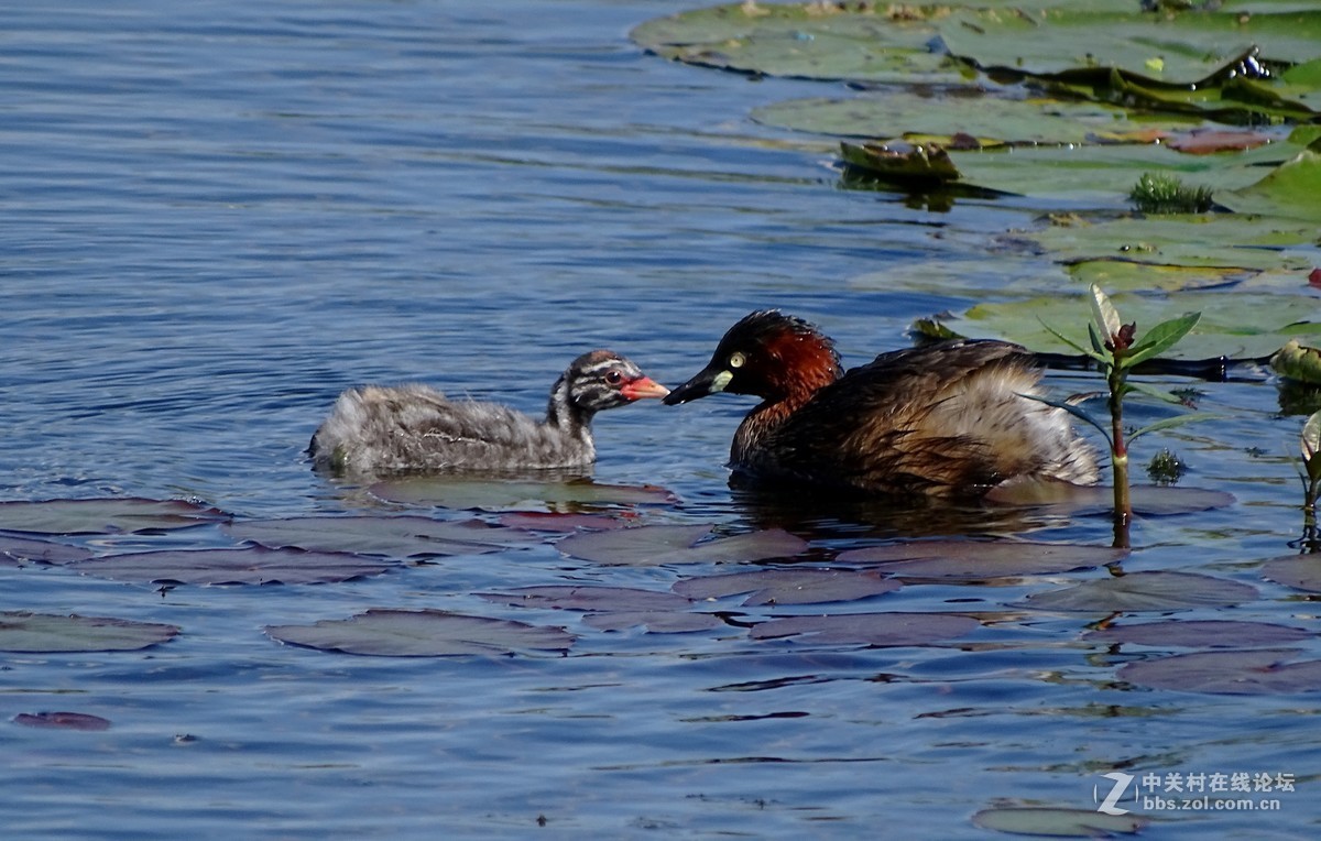 【小水鸡子……母子情】