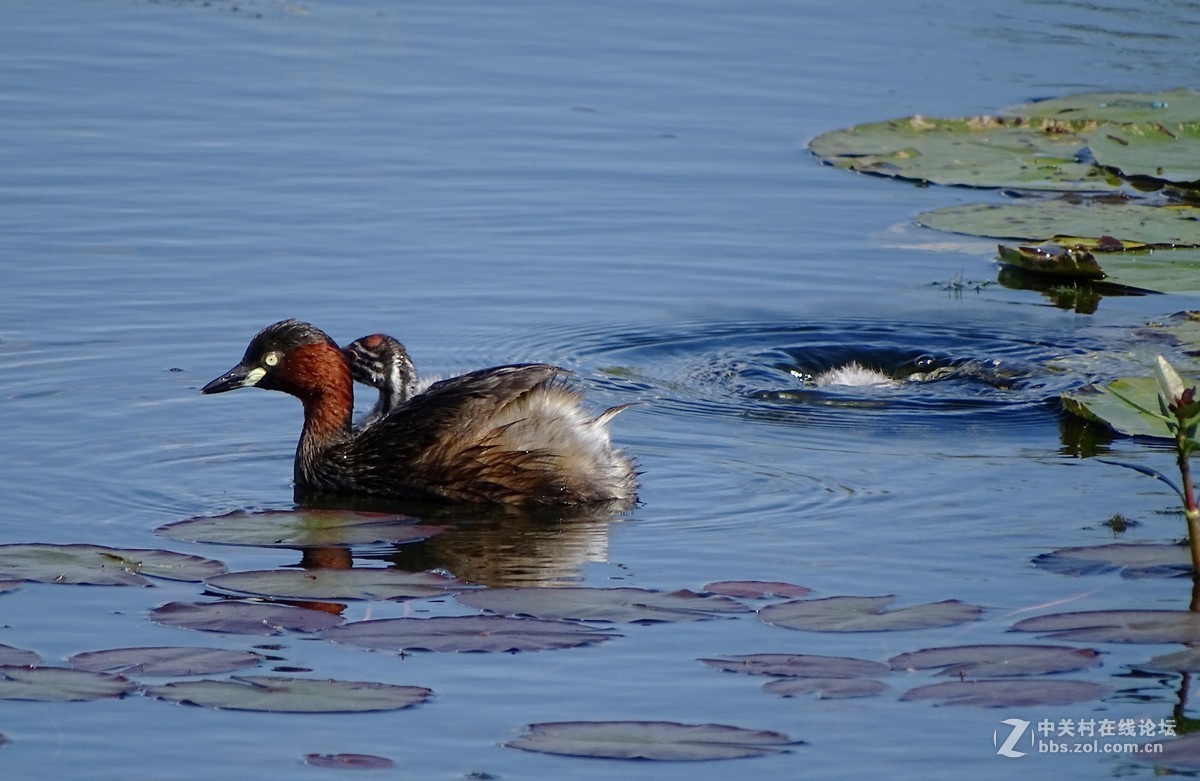 【小水鸡子……母子情】