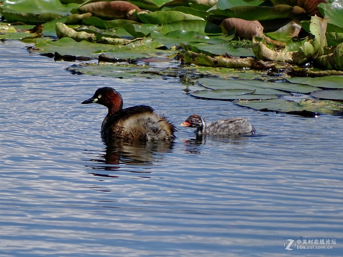 【小水鸡子……母子情】
